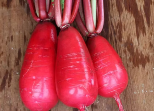 Radishes - Red King