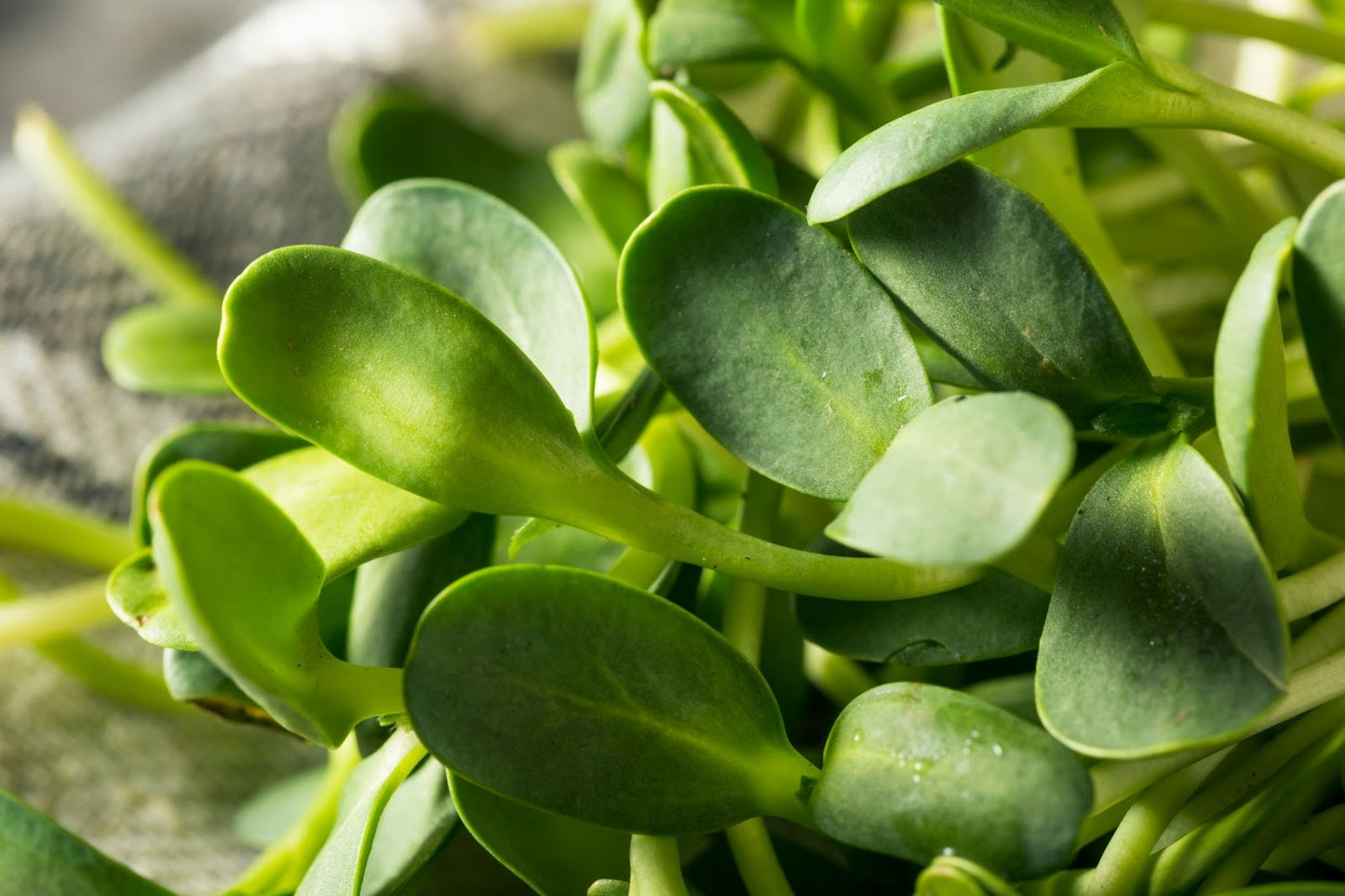 Sunflower Shoots