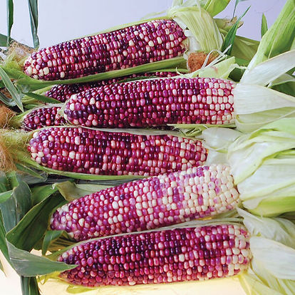 Sweet Corn - Purple