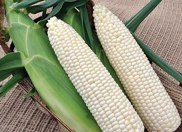 Corn