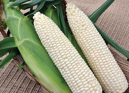 Corn