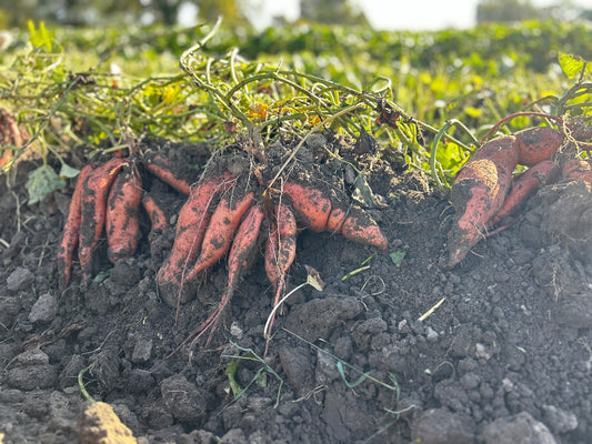 Sweet Potatoes