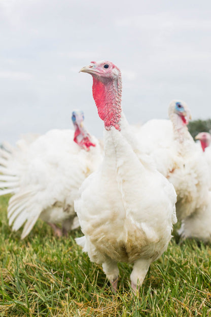 Turkey - Ground