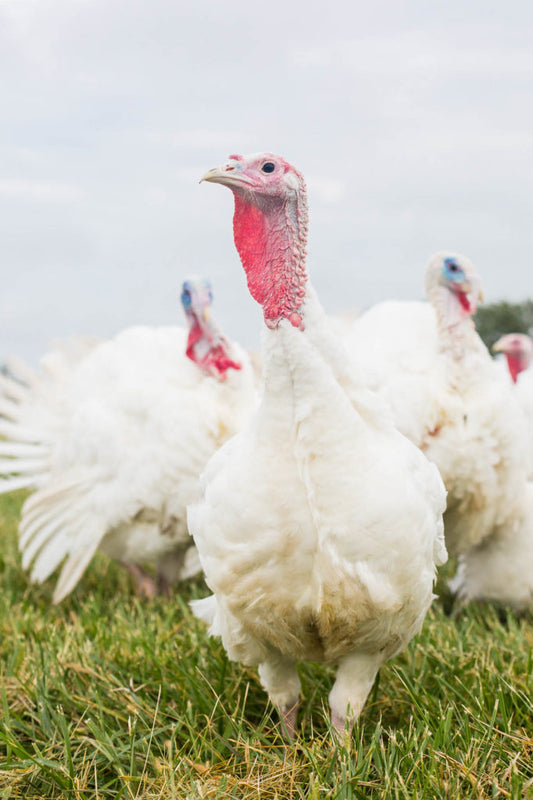 Turkey - Ground