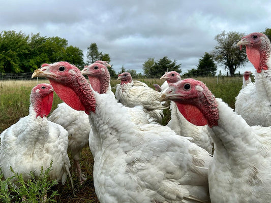 Turkey - Ground