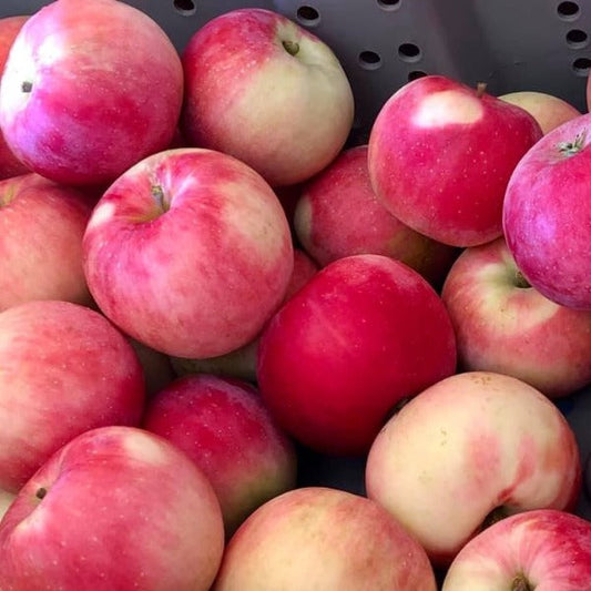 Apples - Zestar