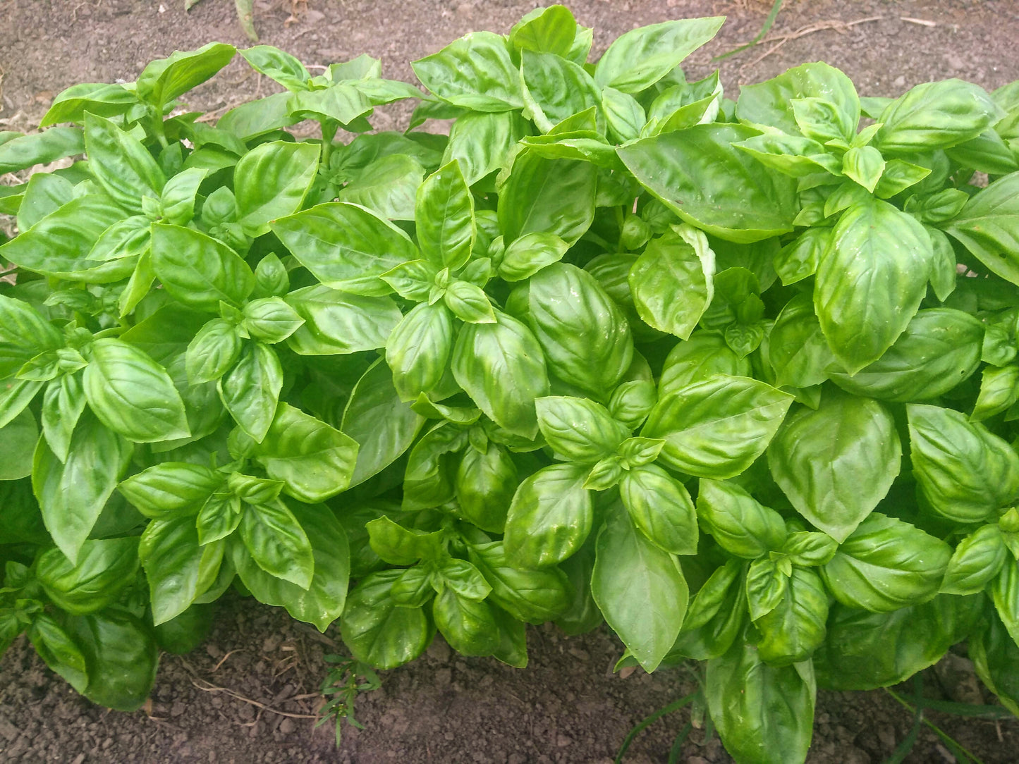 Basil