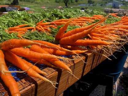 Carrots