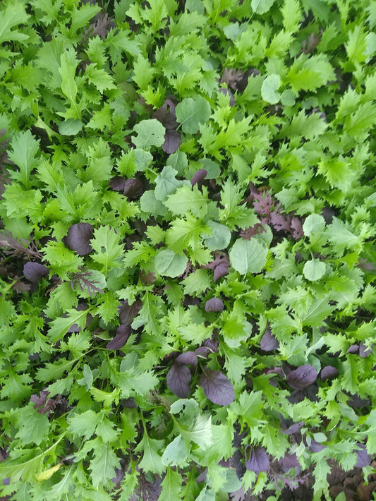 Lettuce Mix - Mean Greens