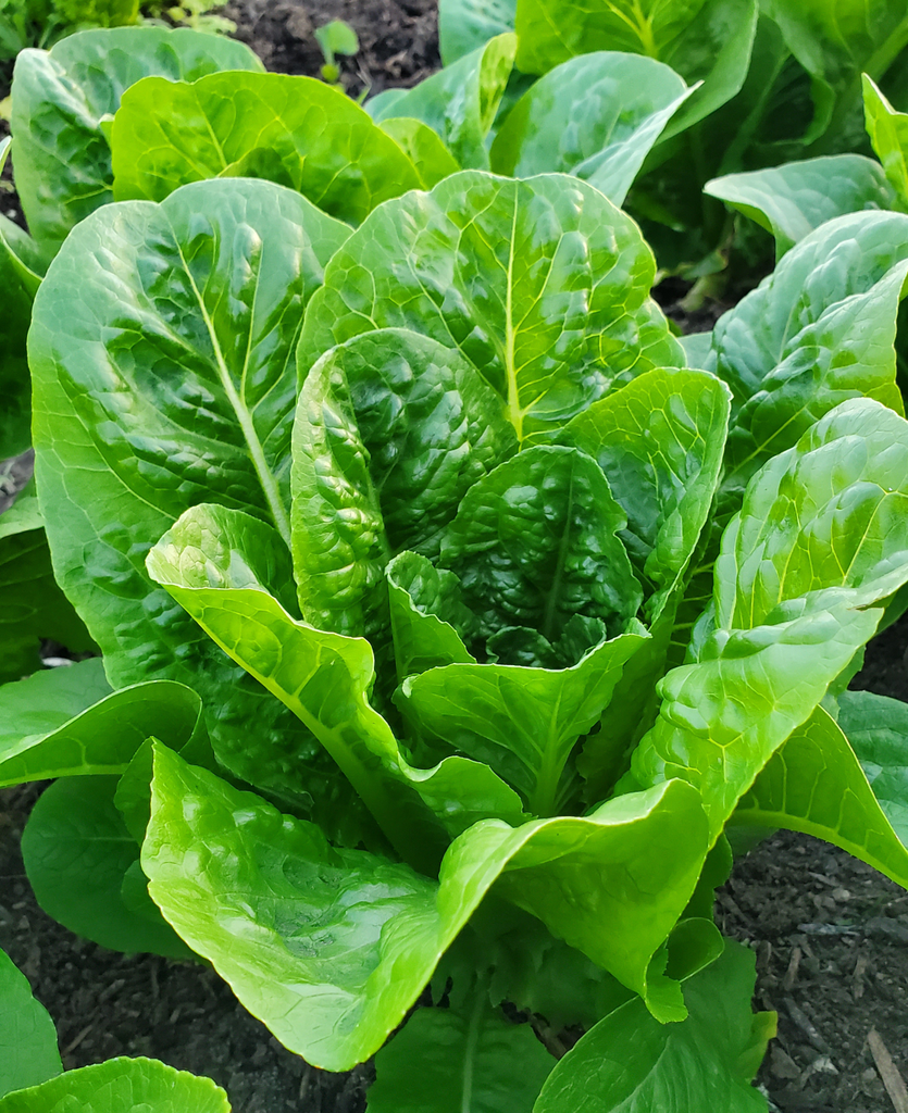 Lettuce Head