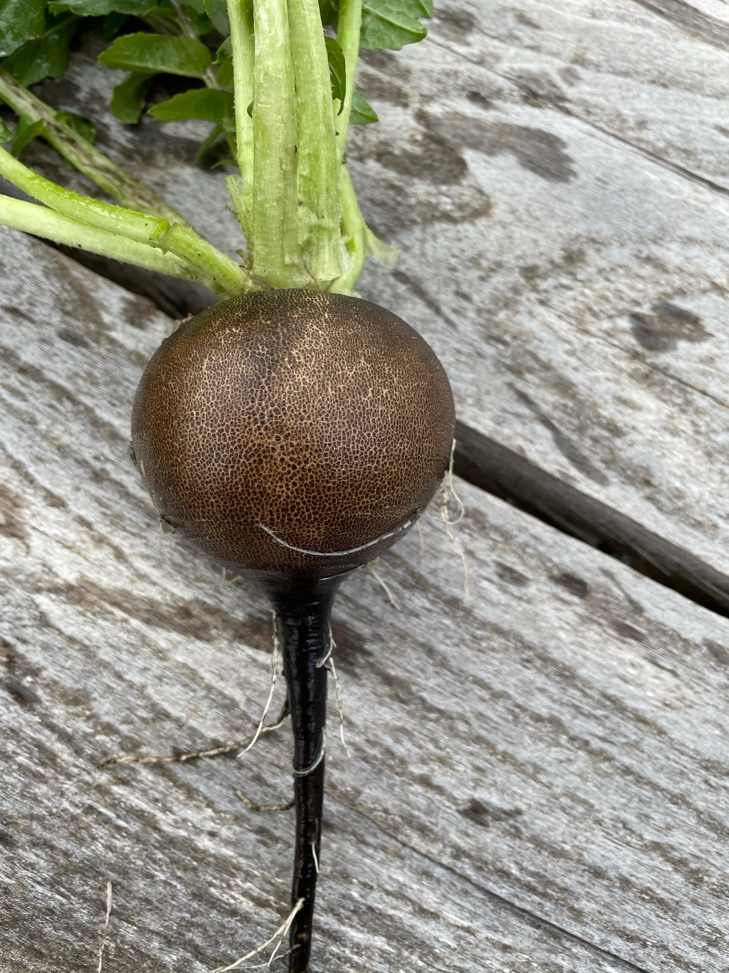 Radishes - Spicy Black Spanish