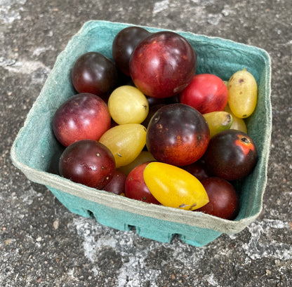 Tomatoes - Cherry