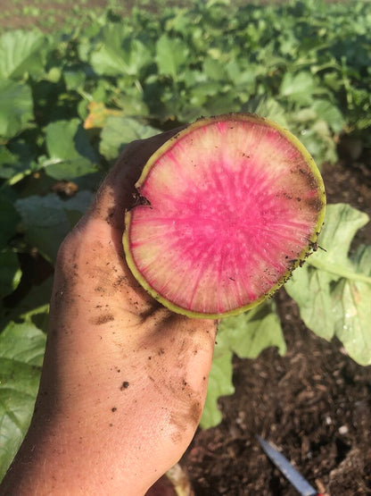 Radishes - Watermelon